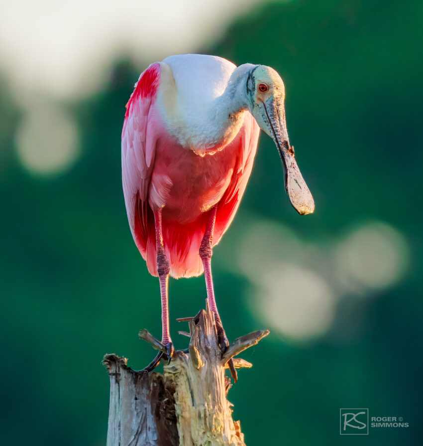 Roseate Spoonbills - Having fun photographing these birds - Roger Simmons