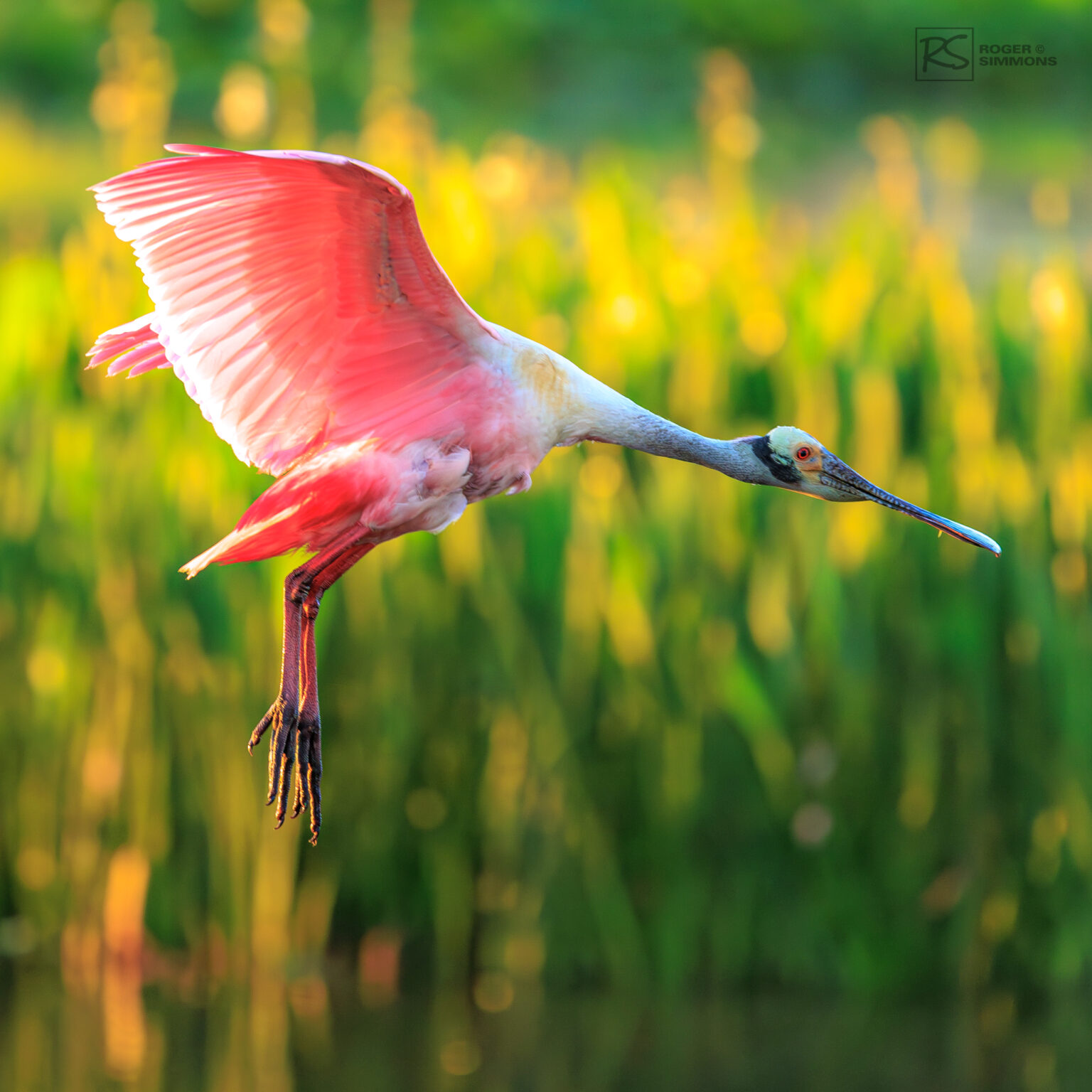 Roseate Spoonbills - Having fun photographing these birds - Roger Simmons