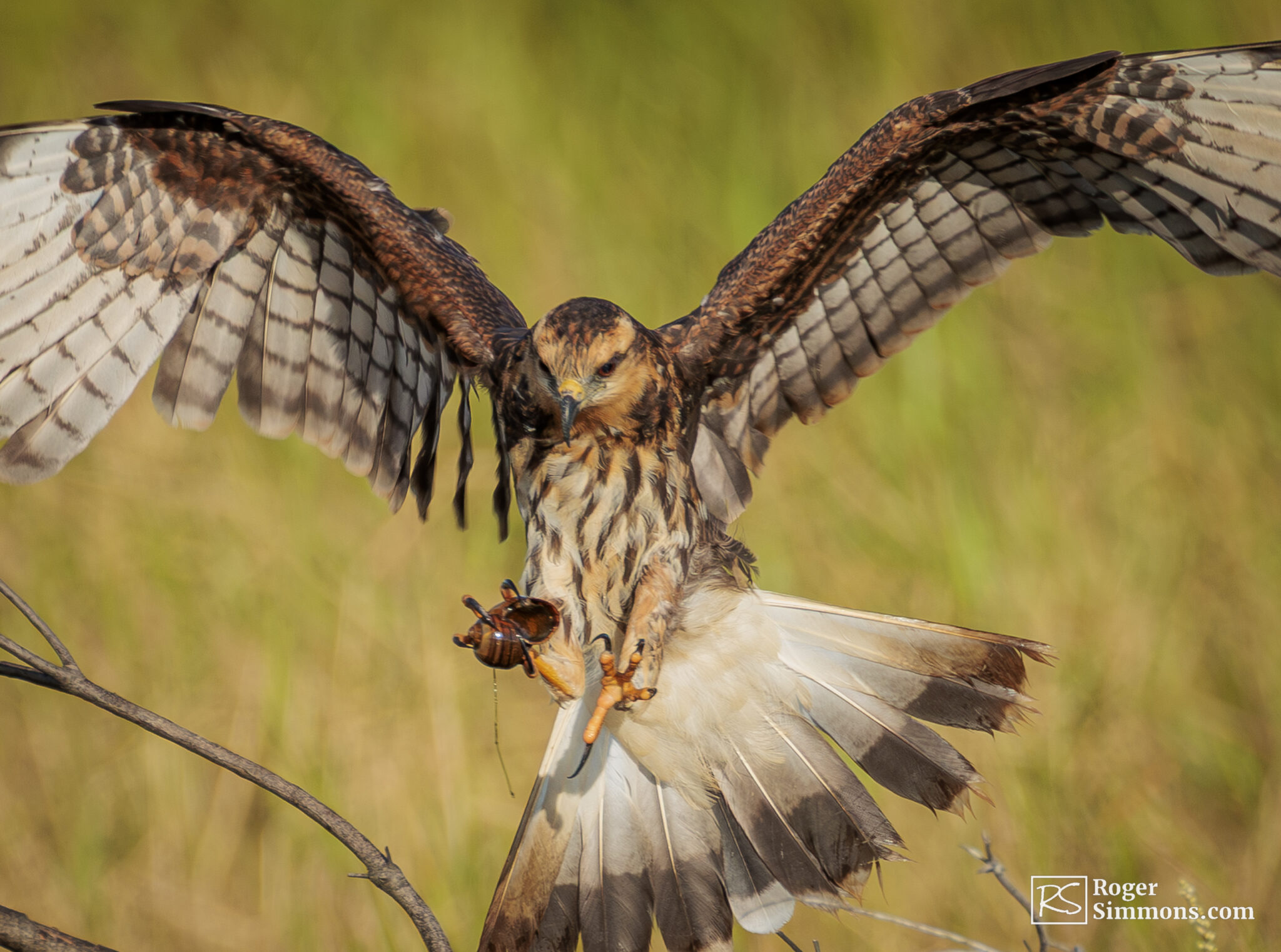 Florida Snail Kites Evolve So They Can Survive Roger Simmons Florida Snail Kites Evolve So They Can Survive Roger Simmons