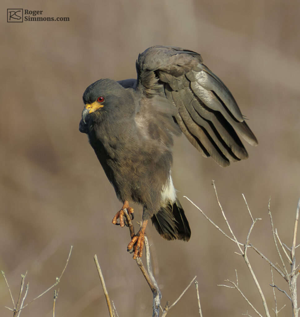 Male Snail Kite, Kissimmee, May 2026.