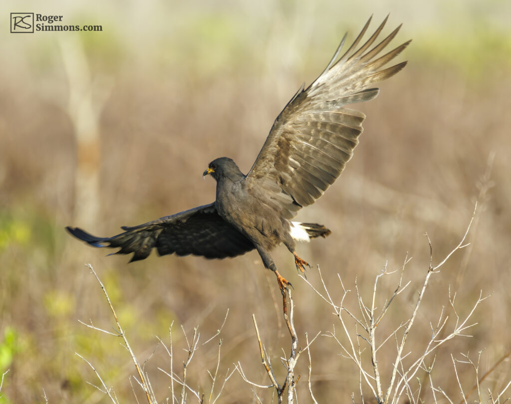 Male Snail Kite, Kissimmee, May 2026.